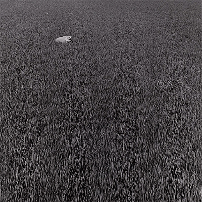  Puerto de Silla,  de la serie La Albufera, visión tangencial (1985),de Manuel Úbeda.