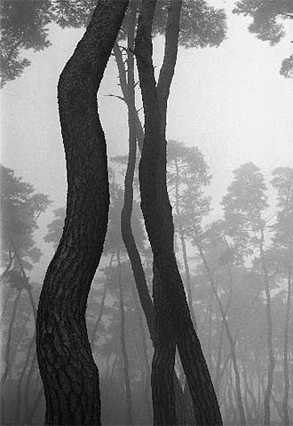  Sin título,  de la serie  Pine T,  de Bae Bien-U.