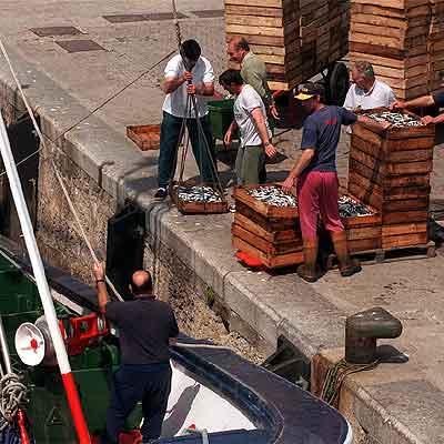   Arrantzales   descargan anchoa en el puerto de Bermeo en la pasada costera.