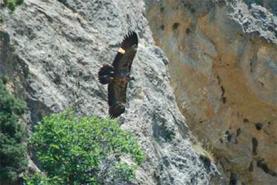 Tres quebrantahuesos vuelan de nuevo en Cazorla