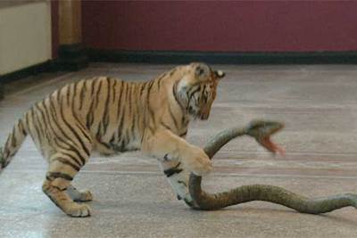 Imagen del vídeo 'Tigre o león' (2000), de Peter Friedl.