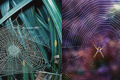 Telaraña de la especie  Waitkera waitakerensis  (izquierda) y  de   Argiope trifasciata   (derecha) .