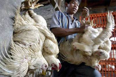 Un matadero de aves en Yakarta, Indonesia.