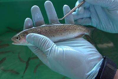 Un salmón joven, a punto de recibir el implante de un sensor.