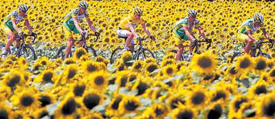 Los ciclistas del Phonak protegen a su líder (en el centro) entre un mar de girasoles.