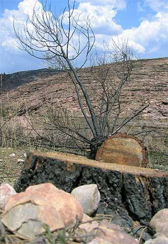 Un árbol calcinado a 10 kilómetros del foco del incendio de Guadalajara.