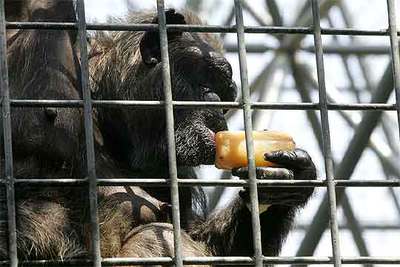 Mi refresco favorito es un polo de verdura