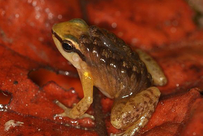  Colostethus ruthveni .