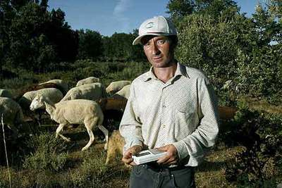 Rafael Lobato, alcalde de Peque de la Carballeda, en el campo con sus ovejas.