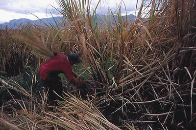 Desgajando con el machete la caña de azúcar en la vega del Guadalfeo (Granada). Un trabajo duro, de jornadas agotadoras.
