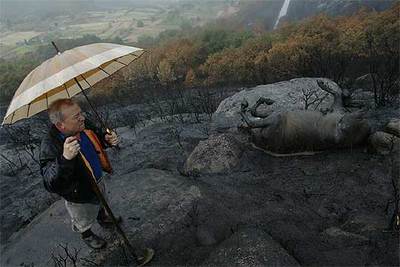 Un vecino observa el cadáver calcinado de un caballo salvaje en un monte de Montouto, en el  concello  de A Estrada (Pontevedra).