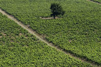 Desde las bodegas Denbies Wine Estate anuncian que este año se dará una cosecha histórica en sus viñedos que se extienden al sur de Inglaterra, en el condado de Surrey.