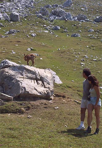 El rebeco despistado