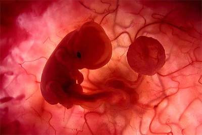 La multiplicación celular