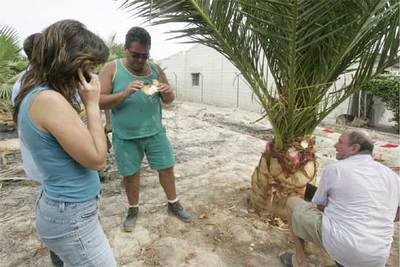 Un viverista se resiste a arrancar una palmera con picudo