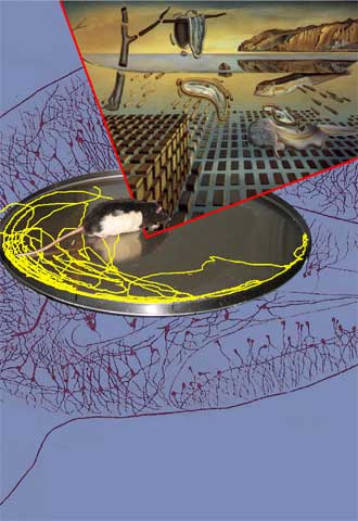 Ilustración del experimento en el que una rata evita una zona de descarga eléctrica en un plato giratorio y su relación con la memoria.