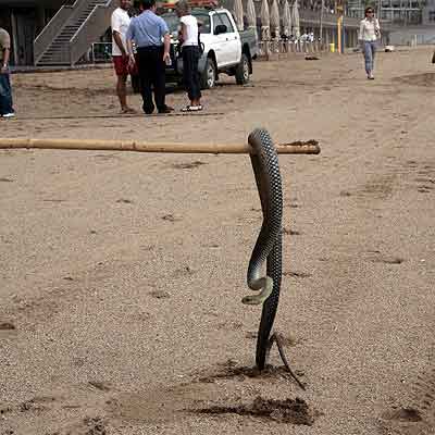 El temporal también arrastra serpientes