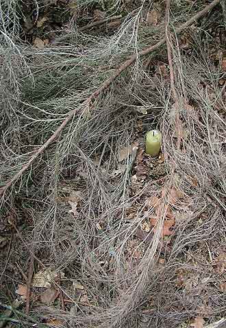  Vela incendiaria.  Una vela descubierta por la Guardia Civil al lado de ramas secas en el bosque, dispuesta para provocar un incendio.