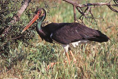 Ejemplar de cigüeña negra.