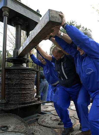 Comienza la campaña del aceite