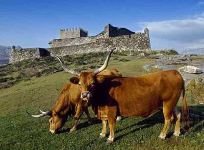 Vacas de la raza cachena frente al castillo de Lindoso, una de las paradas en la ruta por el parque nacional de Peneda-Gerês, al norte de Portugal.