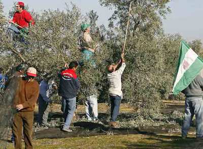 Apropiación de olivas contra la ocupación de vías públicas