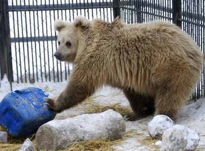  Tien Shan,  un oso del zoo de Krasnoyarsk, en Siberia, no ha podido dormirse este invierno.