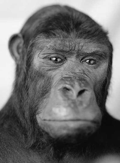 'Gorila hembra', fotografía de Fernando Maqueira.