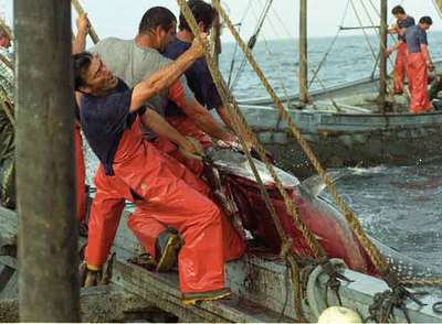 Pesca del atún en una almadraba artesanal en Barbate (Cádiz).