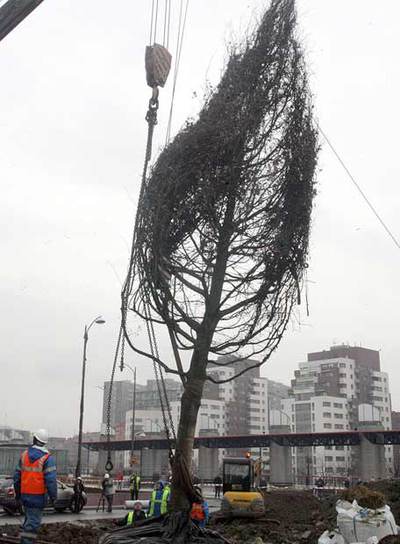 Los árboles más altos