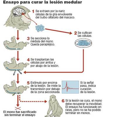 Valencia paraliza un ensayo para curar monos con lesión medular
