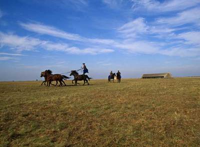 Doma de caballos nonios en el parque nacional de Hortobagy en la Puszta, la gran planicie que ocupa más de la mitad del territorio de Hungría.