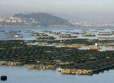 Jaulas de cultivo de rodaballo de la cooperativa Loitamar, en la ría de Vigo.