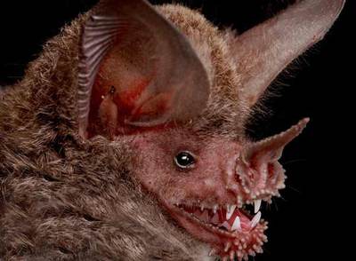 Murciélago de la nueva especie propuesta  Trachops cirrhosus. 