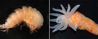 A la izquierda, un ejemplar de epimeria. A la derecha, anémona  Stephanthus antarcticus. 