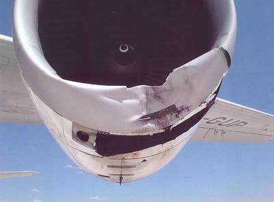 IMPACTOS DE BUITRES EN LOS AVIONES