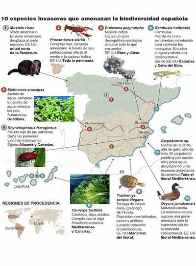 El 'tiburón' del Ebro no es de ficción