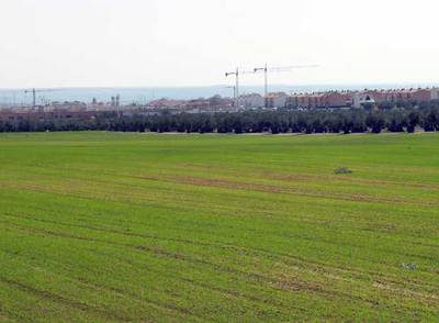 Terreno protegido en el que se planea construir parte de las 20.000 viviendas en Illescas.