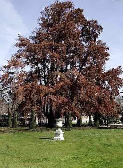  Taxodium mucronatum  o ciprés calvo, de 1633, en el Parterre.