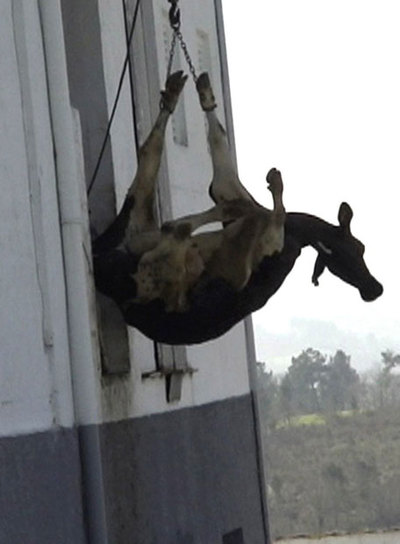 "Infierno animal" en cuatro mataderos