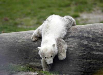 El oso  Knut,  jugando en el Zoo de Berlín.