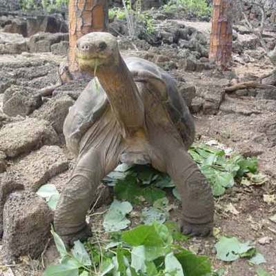 El galápago  George , el solitario.