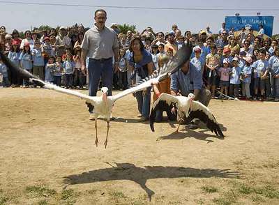 Liberan cigüeñas en Gallecs