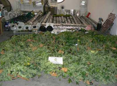 430 plantas de marihuana crecían en un chalé de Alpedrete