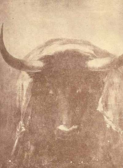  El toro que mató a Pepe Hillo,  de Francisco de Goya.