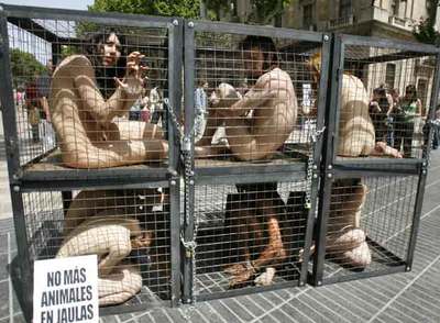 Los siete jóvenes, desnudos y enjaulados ayer en la Rambla de Barcelona.