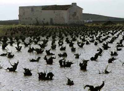 Cultivo de viñedos inundado en Alcázar de San Juan (Ciudad Real).