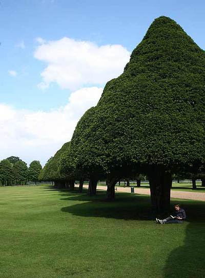 Geometrías de verde y sombras en los jardines de Hampton Court, a las afueras de Londres.