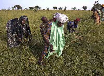 Trabajadoras en un campo de chufas de Níger.