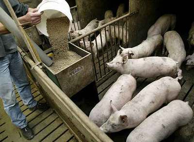 Un hombre alimenta a los cerdos en una granja de Holanda.